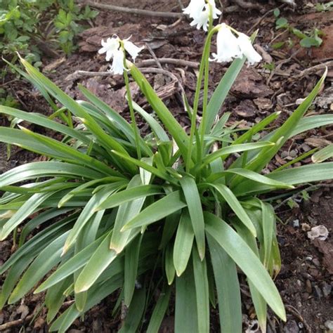 white flower bulb identification.